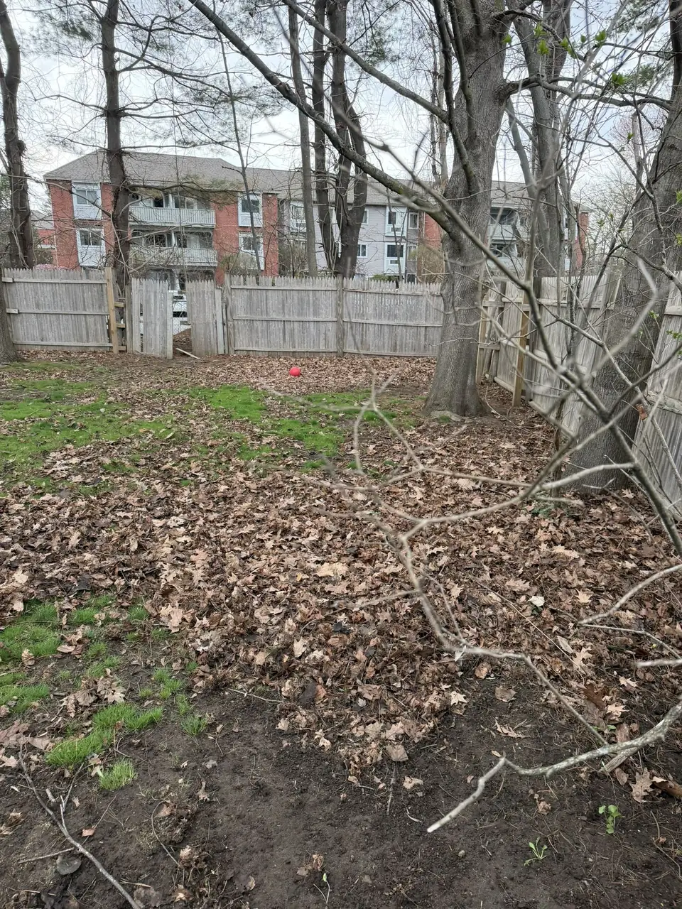 Fenced backyard covered in leaves, sticks and downed branches before a spring cleanup