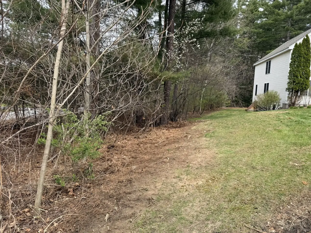 Tree line cleared of brush and undergrowth along a Southern New Hampshire property edge