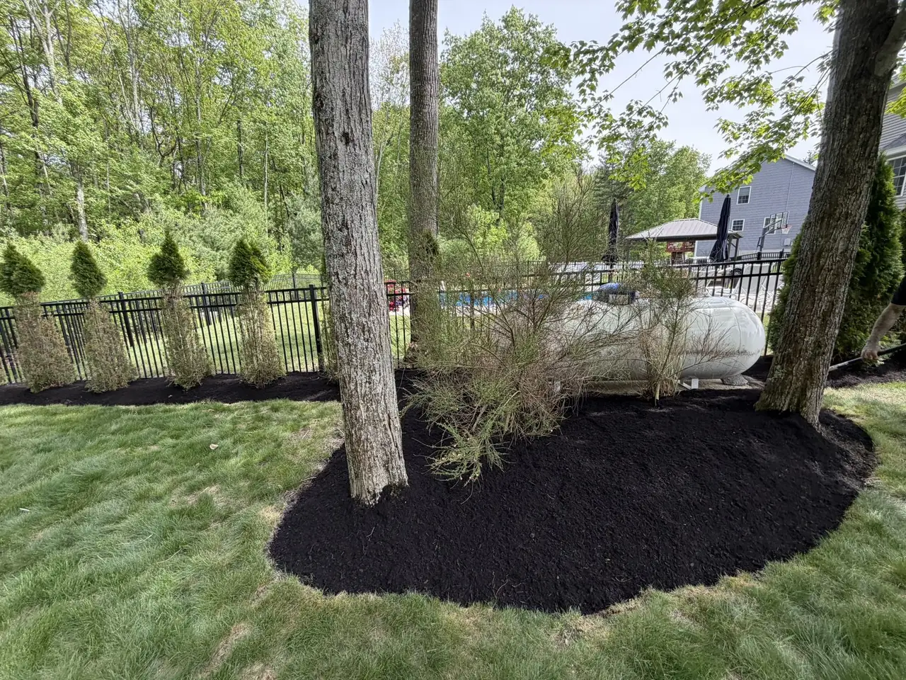 Black mulch tree island bed with a clean spade edge in Southern New Hampshire