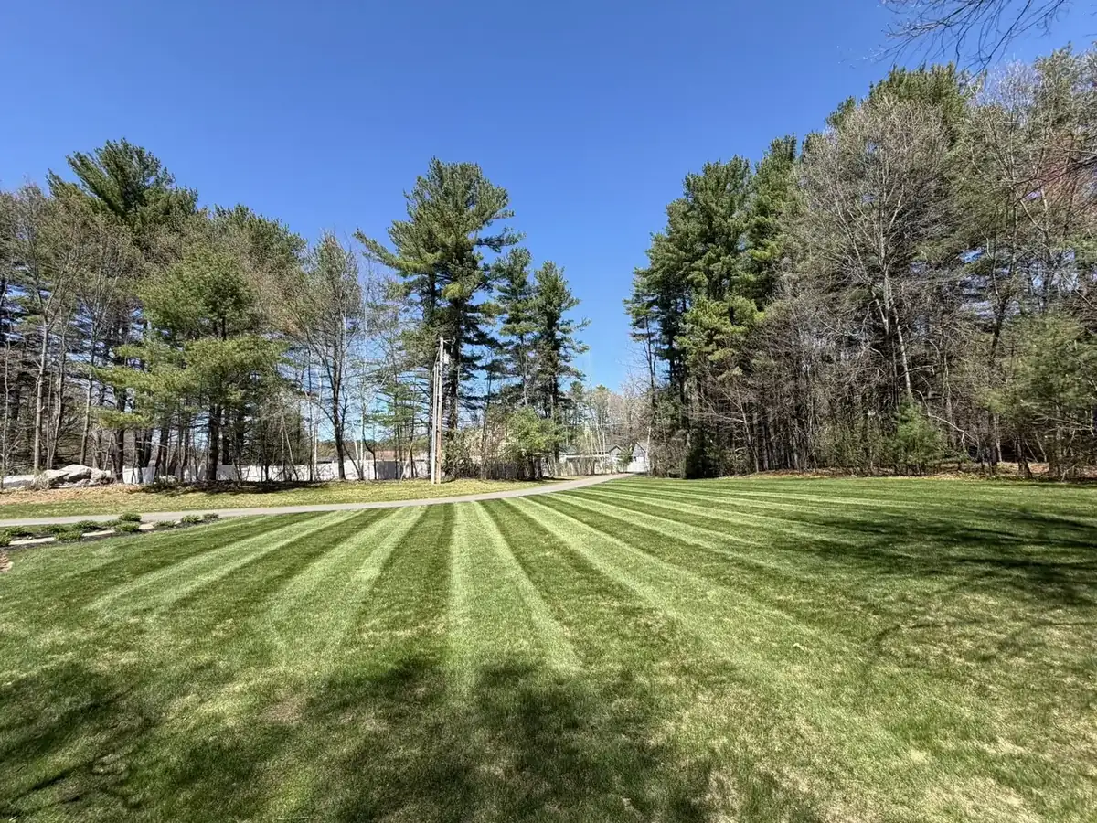 Striped lawn under mature pines in Southern New Hampshire