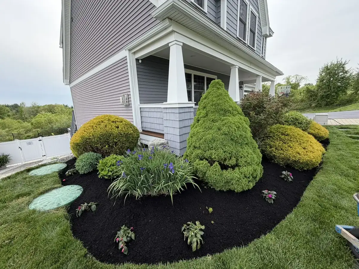 Shaped foundation shrubs in fresh black mulch on a Southern New Hampshire home